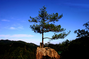 天印奇松