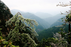 三百山雾松
